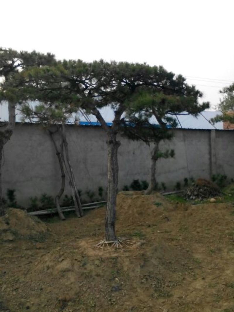 造型松12公分