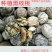 山核桃30mm以上去皮干