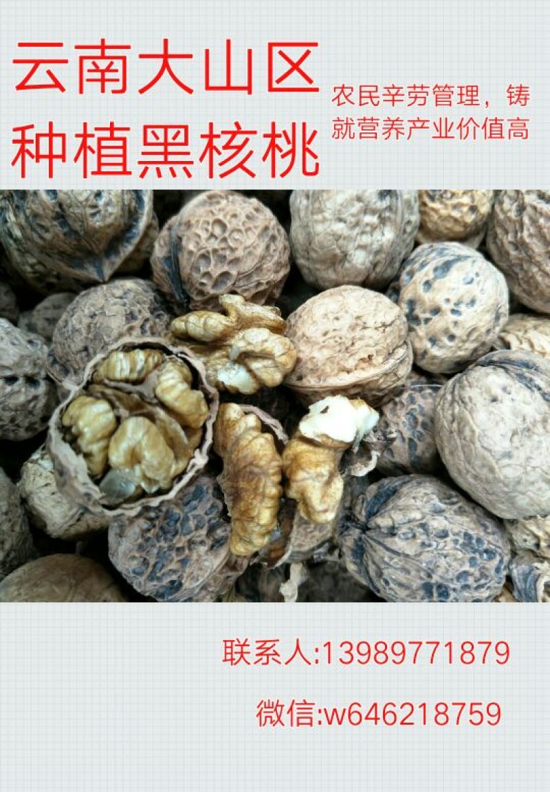 山核桃30mm以上去皮干