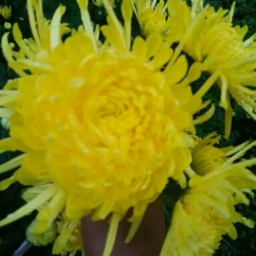 菊花茶开花