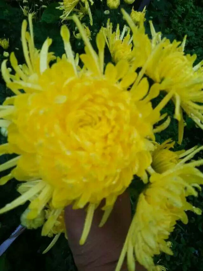 菊花茶开花