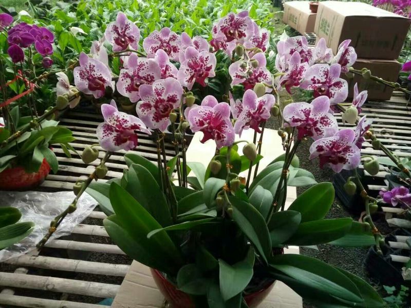 蝴蝶兰盆花带盆栽好