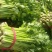 法国皇后芹菜50cm以上
