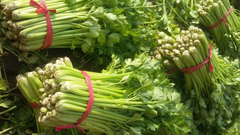 法国皇后芹菜50cm以上