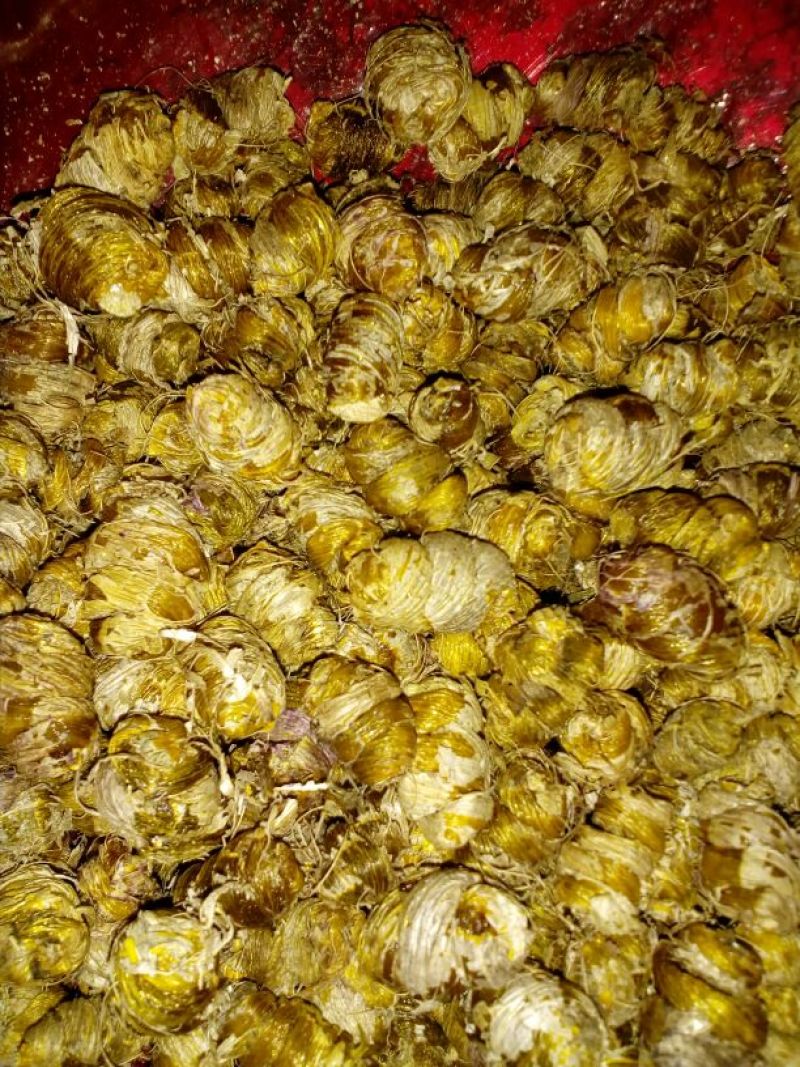 紫皮石斛枫斗统