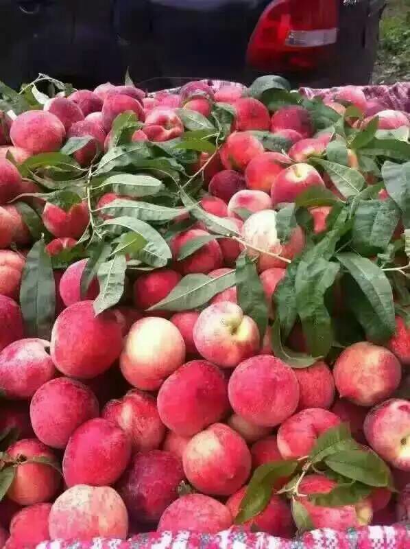 红不软桃湖北荆州市公安县_批发_供应-一亩田