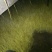 韭黄头茬40~50公分