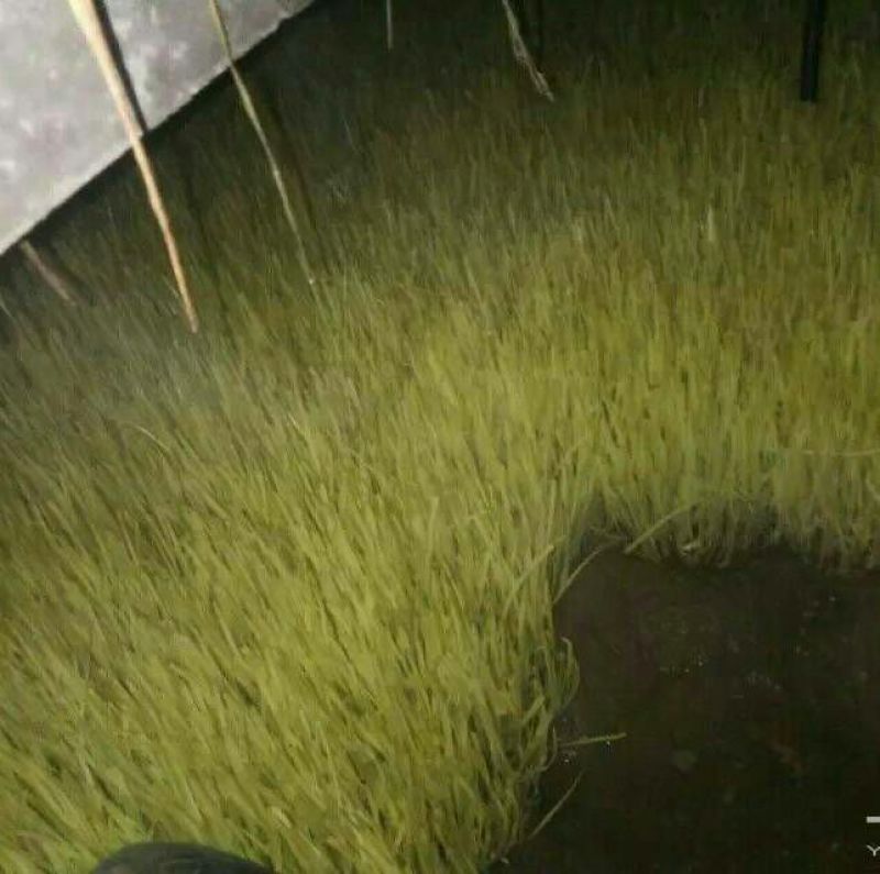 韭黄头茬40~50公分