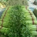 芹菜45cm以上