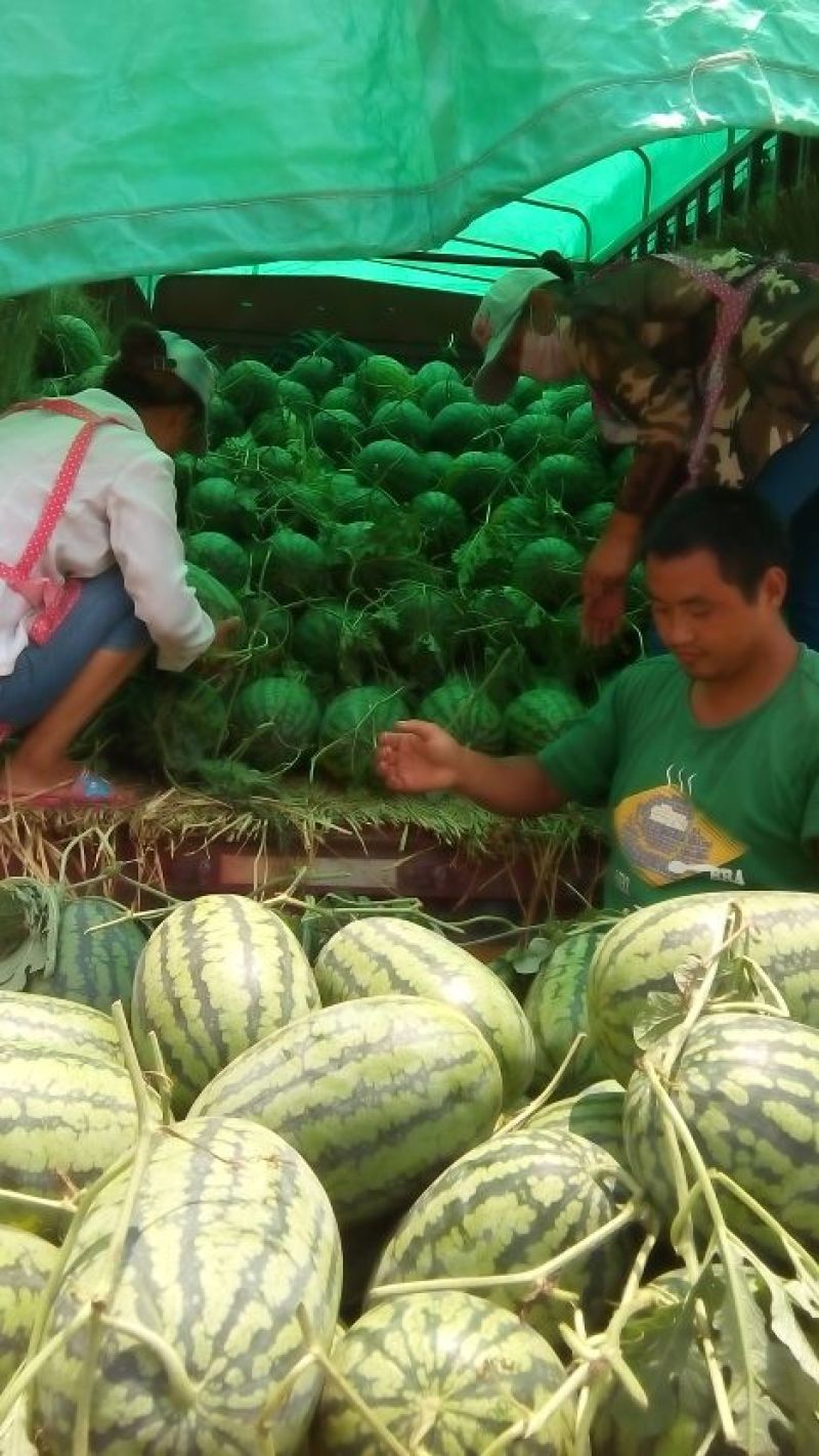 冠龙西瓜