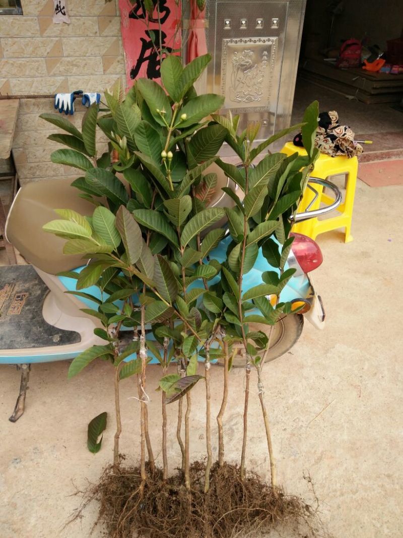 西瓜番石榴苗50~80cm