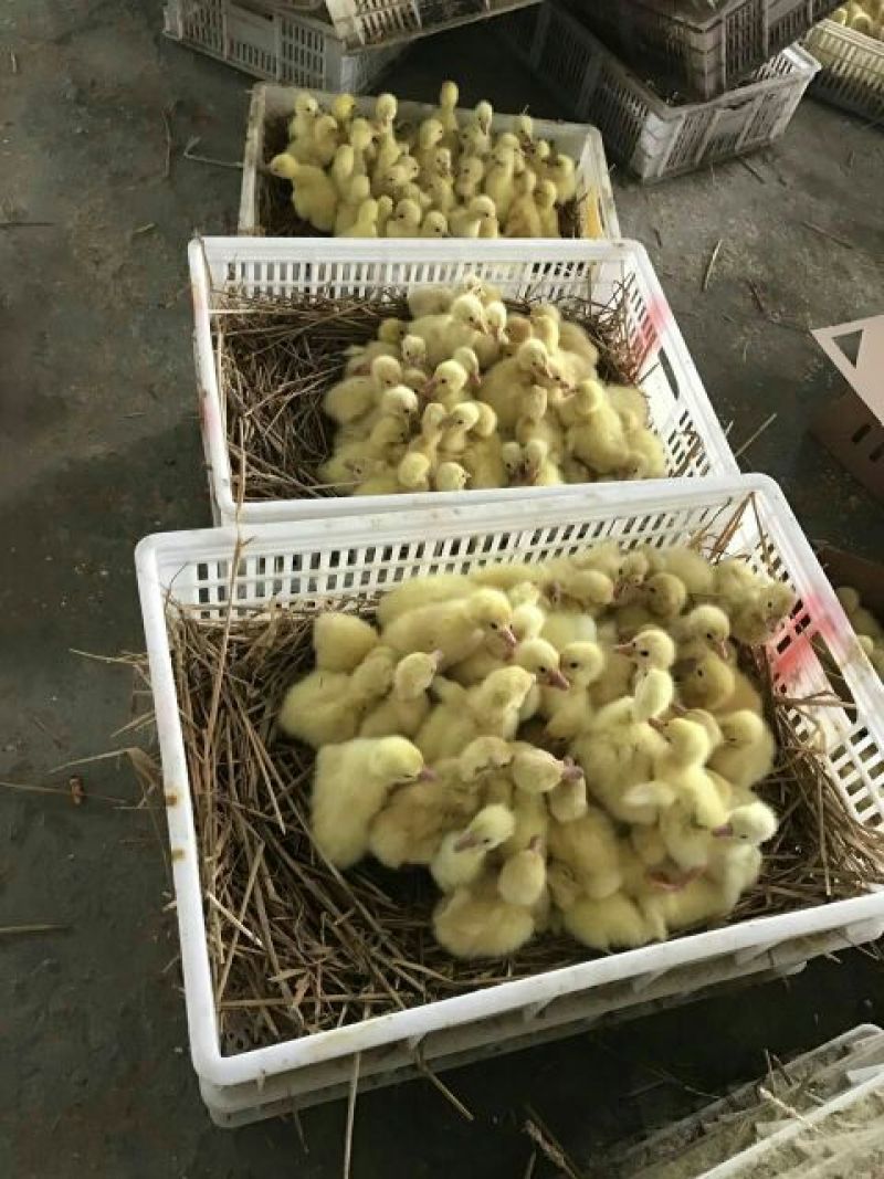 扬州大白鹅苗250g以下