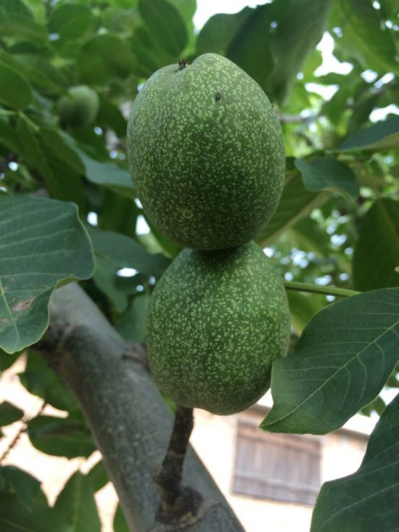 青皮核桃