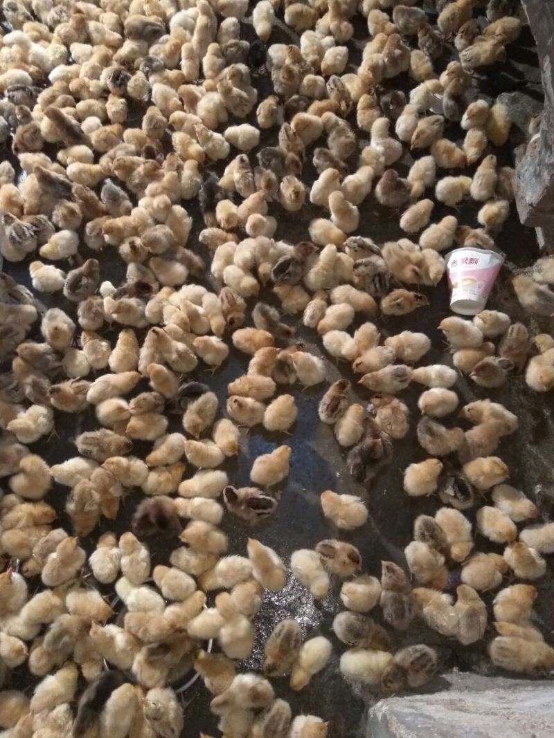 脱温鸡1斤以下
