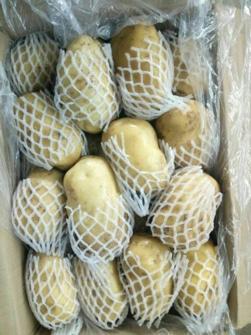 【荐】万亩土豆，青岛精品土豆，现摘现发，保质保量可接商超