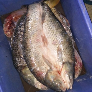 鲤鱼干