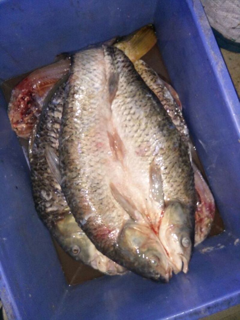 鲤鱼干