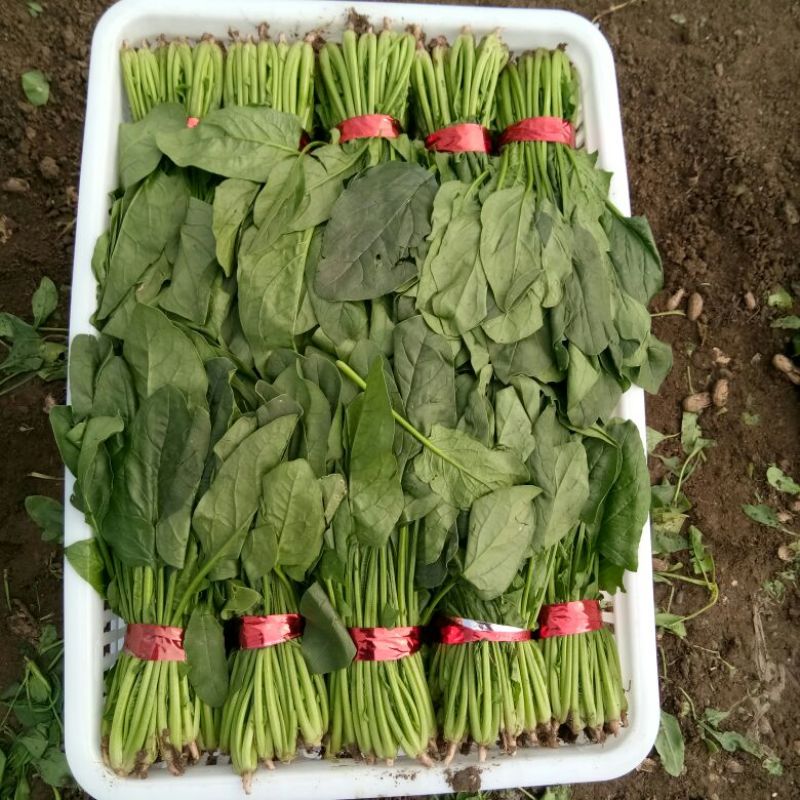 菠菜产地直发，质优价廉货源充足量大从优欢迎采购