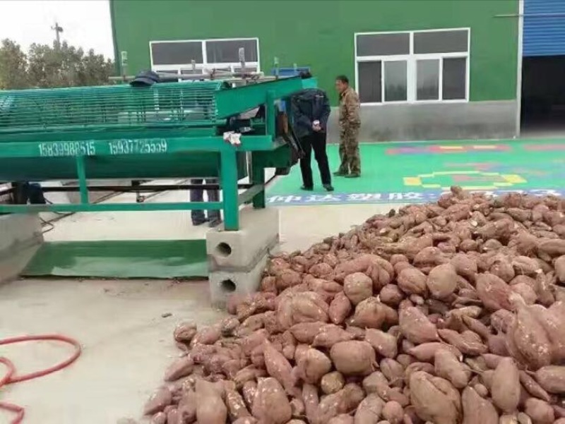 红薯淀粉
