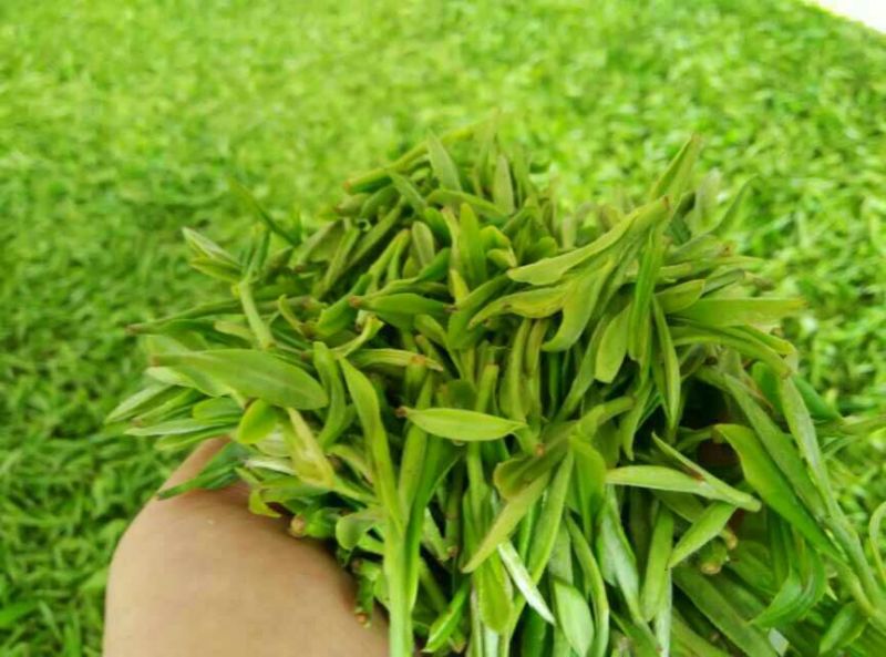 五峰绿茶