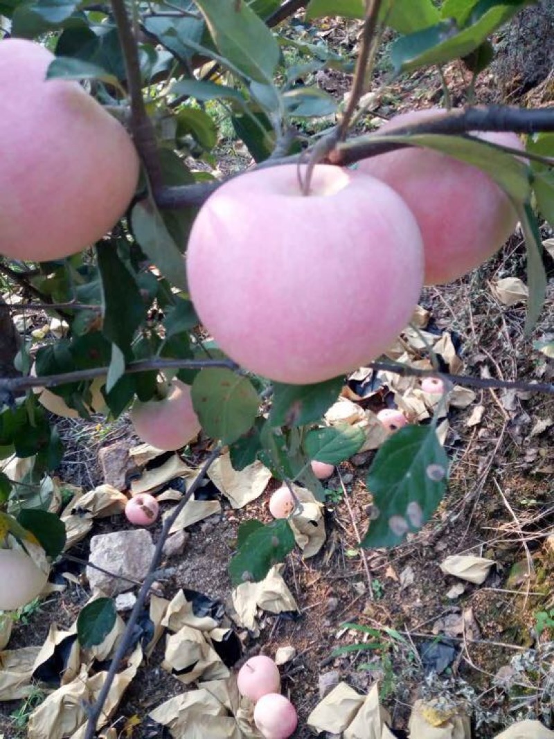 辽宁绥中精品寒富苹果大量上市中全红口感好