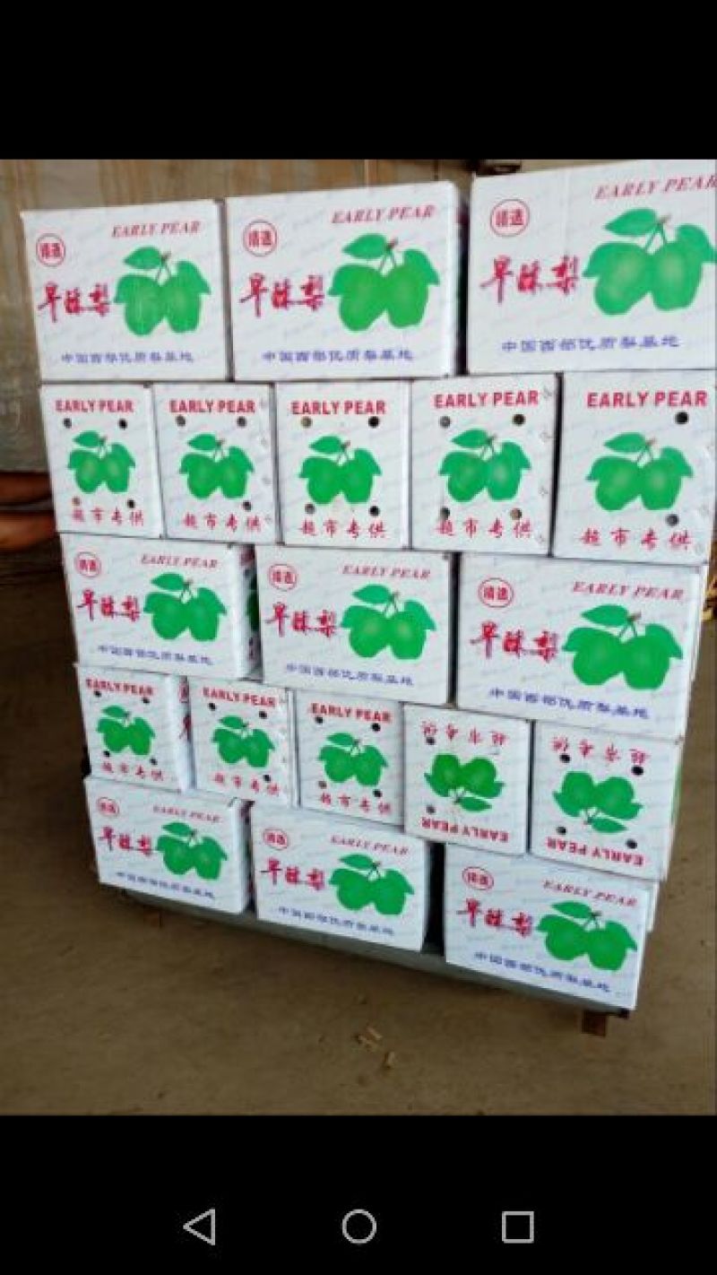 早酥梨150~200g光果