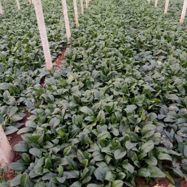 越冬菠菜25~30厘米