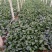 越冬菠菜25~30厘米