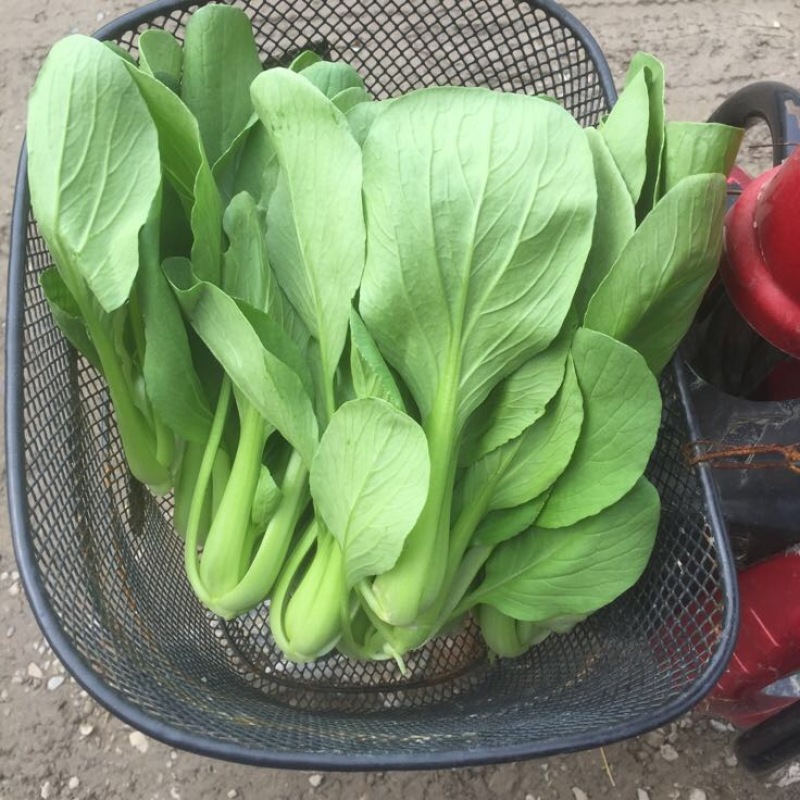 青菜油菜10~15cm大量供应欢迎来电咨询采购