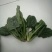 菠菜15~20厘米