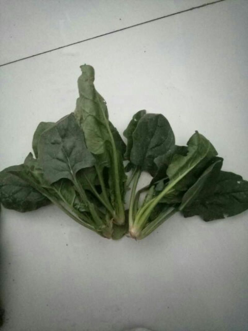 菠菜15~20厘米