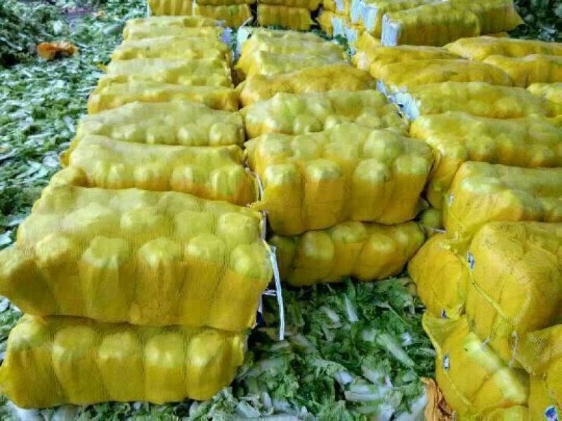 山东肥城精品大白菜北京新三号白菜产地直发一手货源