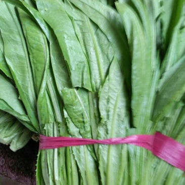 油麦菜25~30厘米以上