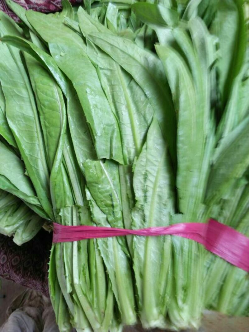 油麦菜25~30厘米以上