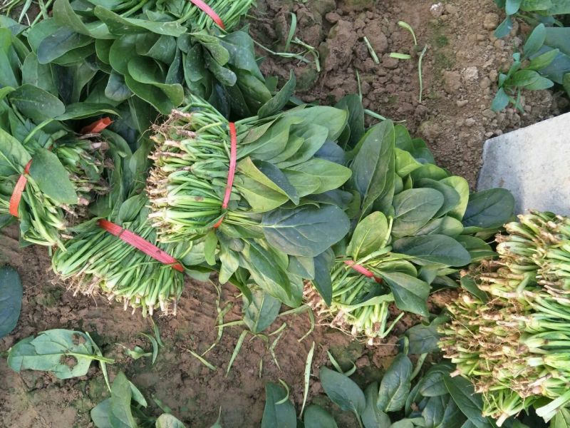菠菜20~25厘米