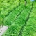 301辣椒（泡椒）大量上市，批发市场，电商，超市**