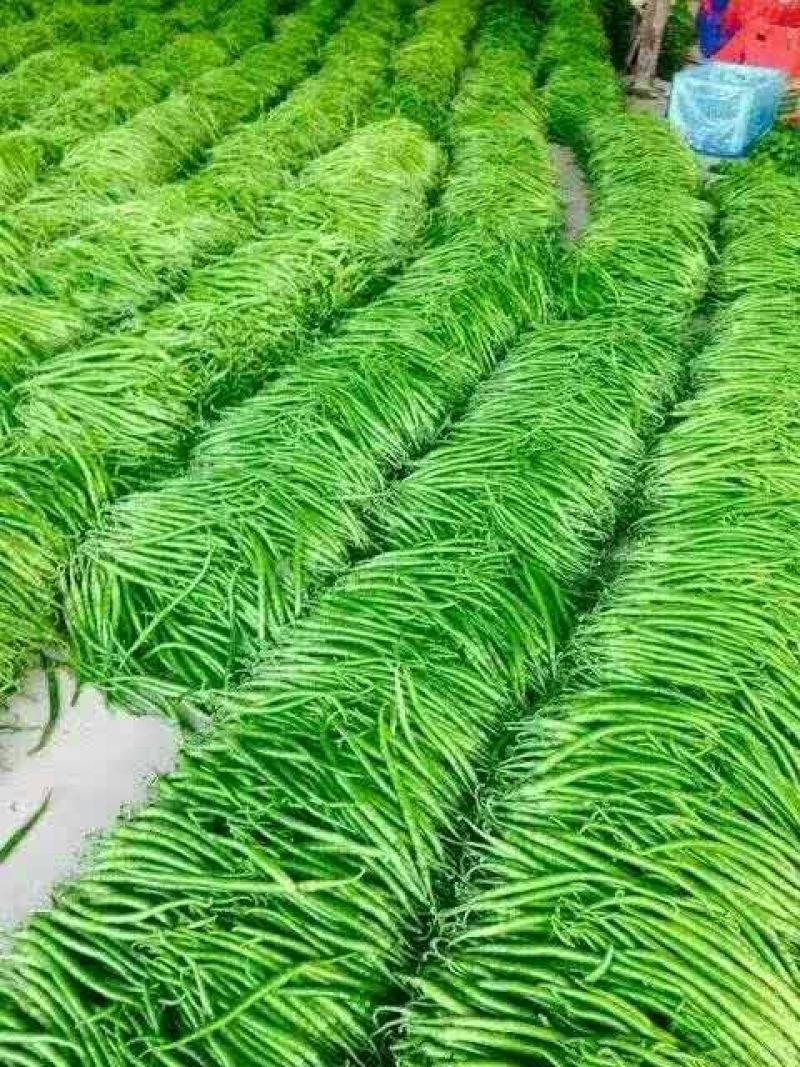 301辣椒（泡椒）大量上市，批发市场，电商，超市**