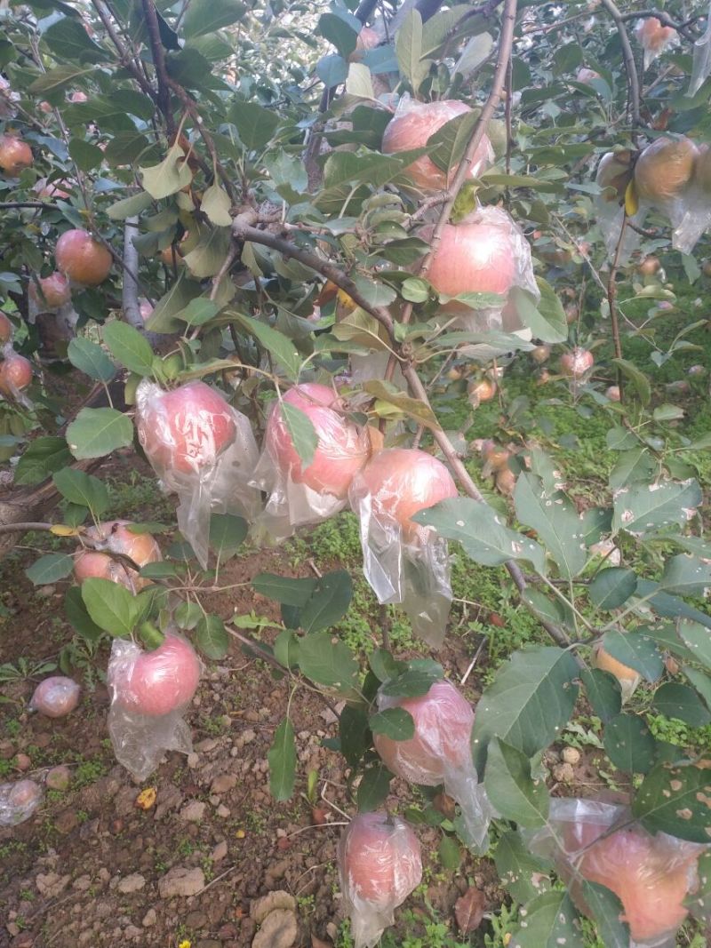 （冰糖心）山西临猗冰糖心红富士苹果膜袋货价格便宜