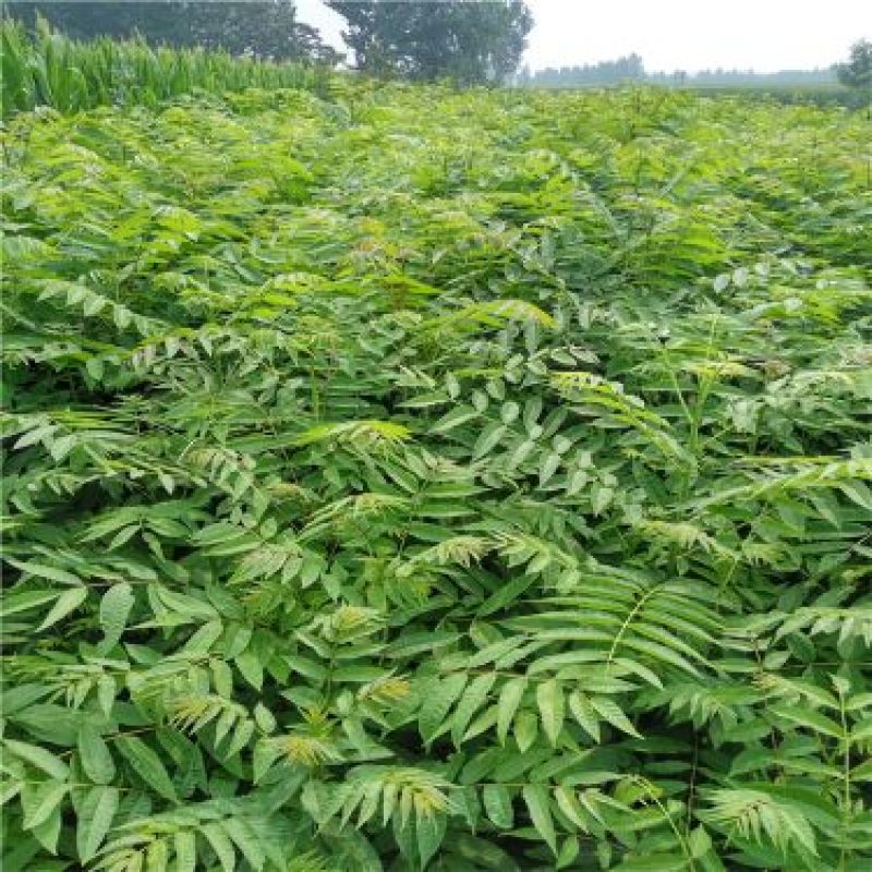香椿苗80cm以上大棚