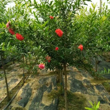 石榴苗80cm以上现挖现发，包品种包成活率，签订合同