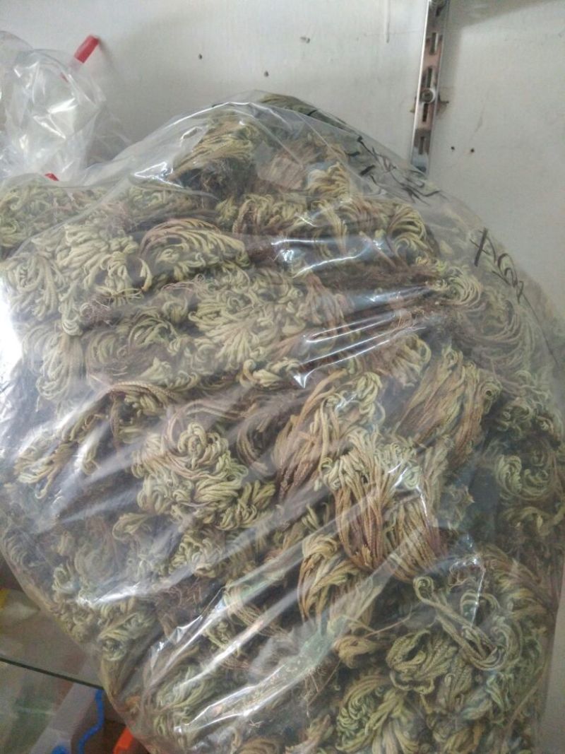 卷柏