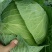 脆包菜连花白2~3公斤产地直供