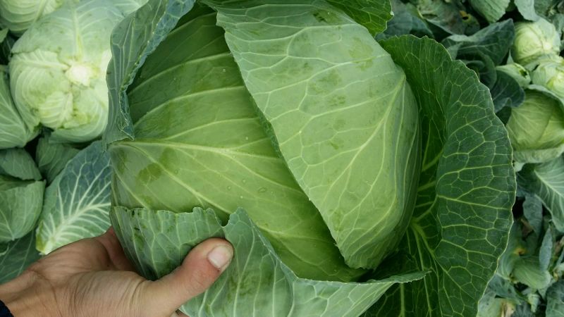 脆包菜连花白2~3公斤产地直供
