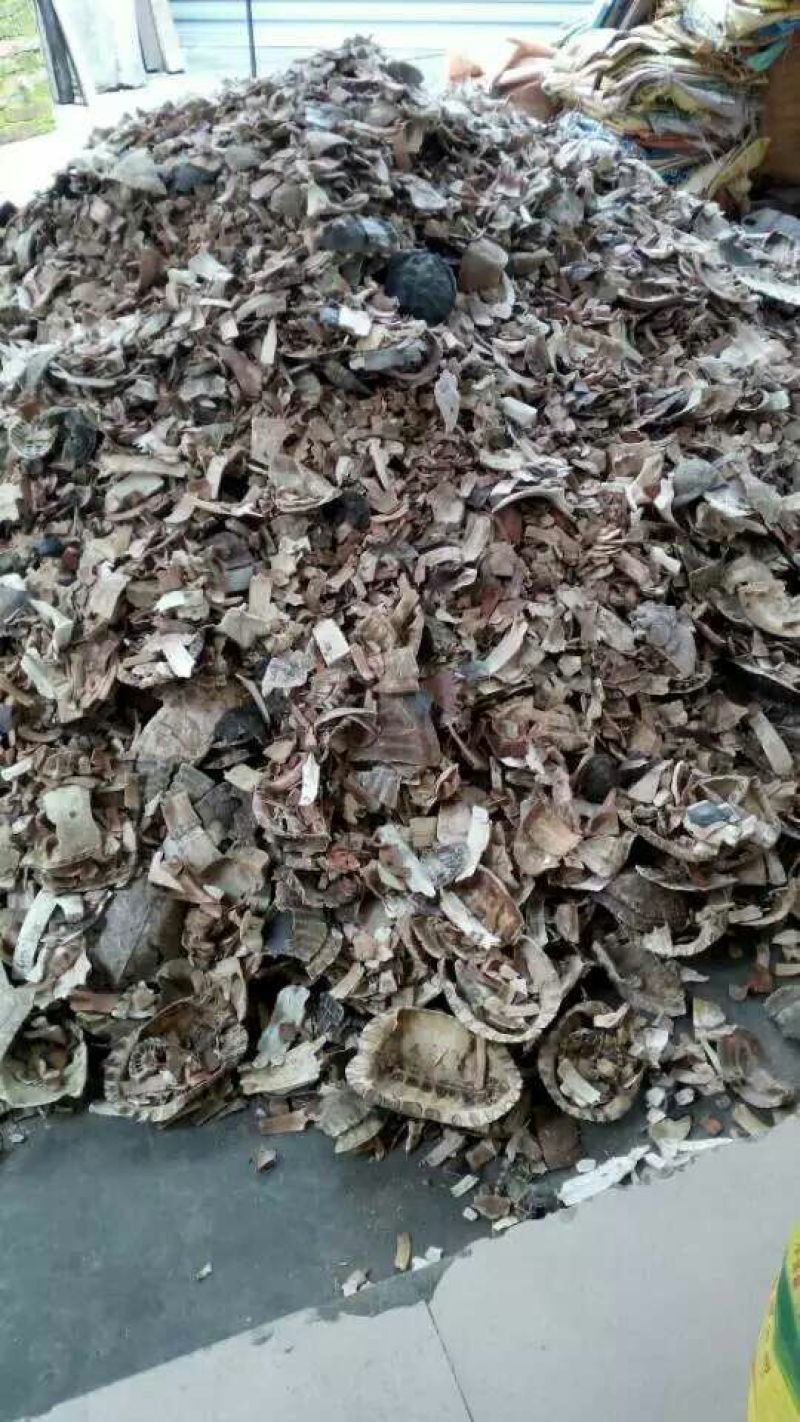 龟甲，杂龟品种背甲。