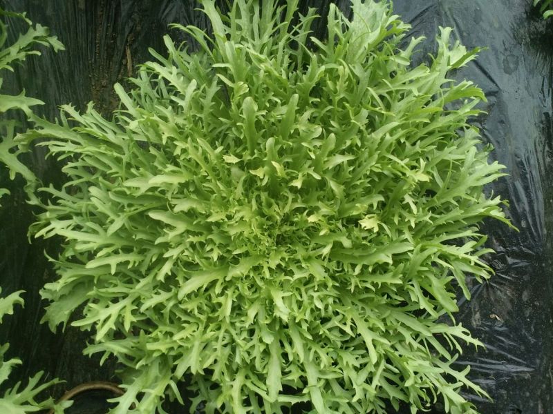 苦苣菜20~25厘米