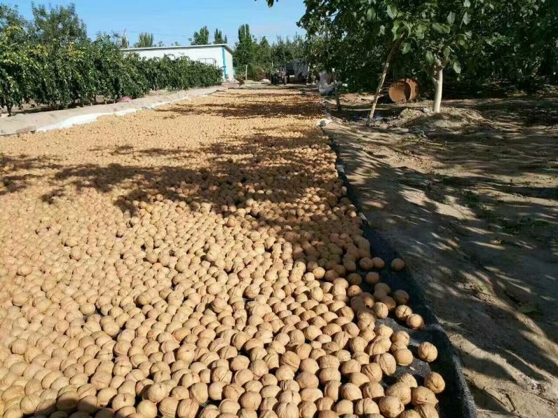 新新2号核桃去皮干