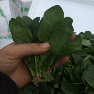 黑叶菠菜