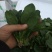 黑叶菠菜