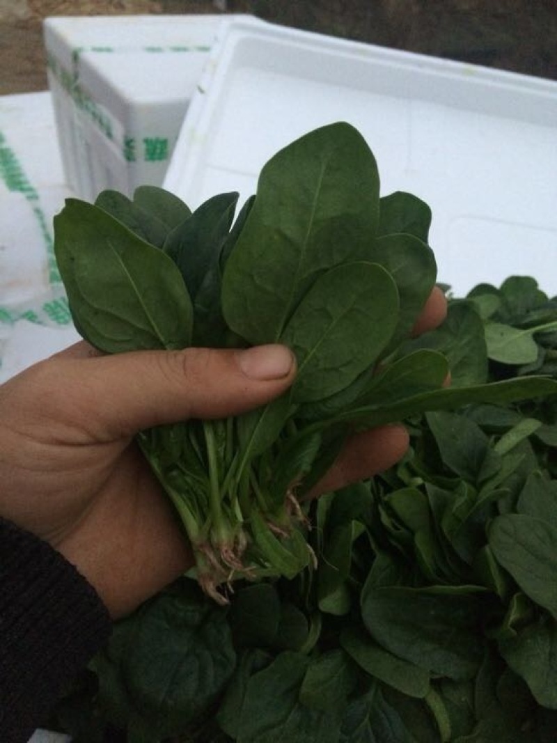 黑叶菠菜