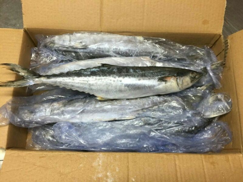 马鲛鱼，燕鲅，鲅鱼，渤海湾特产，味道鲜美，鲅鱼水饺，煎鲅